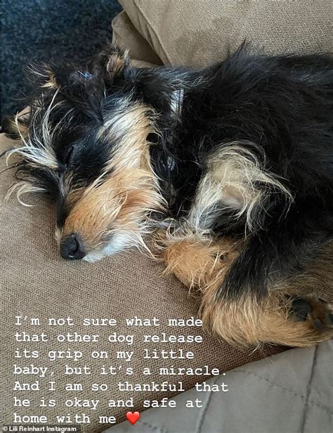 Lili Reinhart S Dog Milo Is Recovering From Surgery After Being