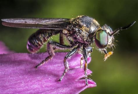 Robber Fly With Prey Whats That Bug