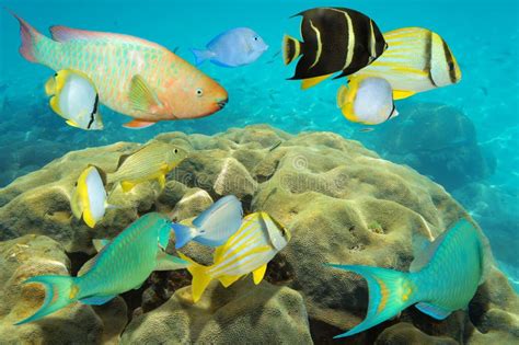 Underwater On A Colorful Seabed With Shoal Of Fish Stock Photo Image