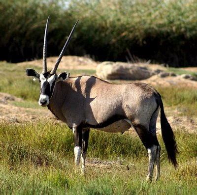 Here are 15 south african animals you should have heard about. African Animals For Kids | List of 8 African Animals
