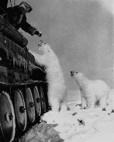 Soviet Soldier Feeding Polar Bears With Condensed Milk Tins During A