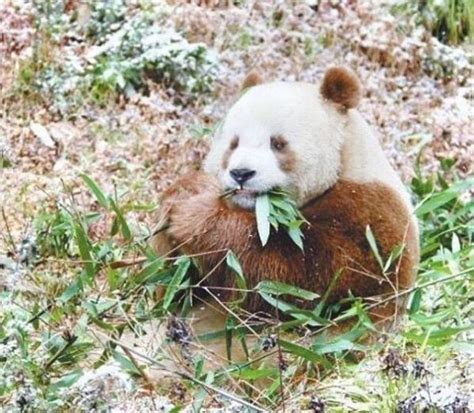 Rescuers Save The Exceptionally Rare Life Of Only Brown Panda In The