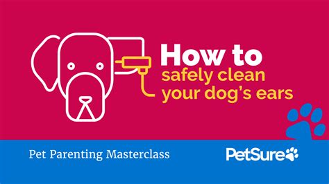 How To Safely Clean Your Dogs Ears Petsure