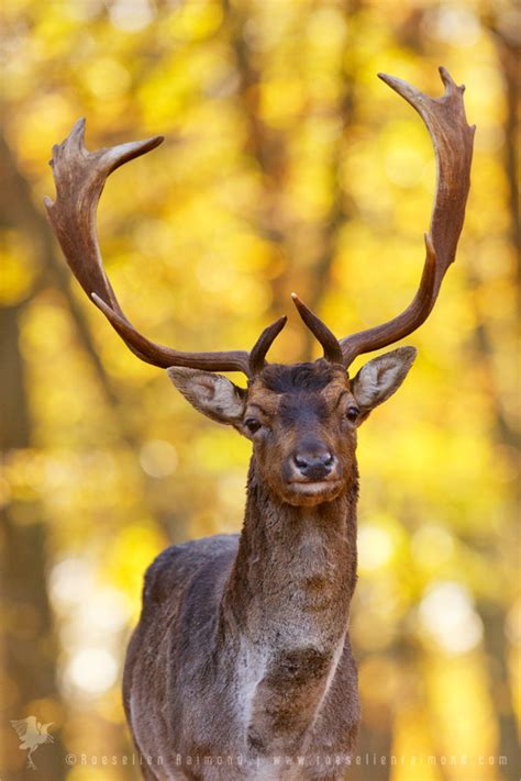 Fallow Deer Male Portrait In Autumn Forest Roeselien Raimond Nature