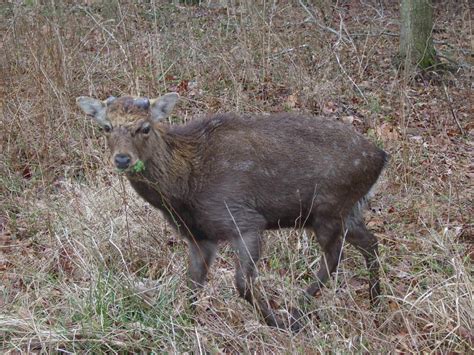 Genetic Diversity And Demographic History Of Introduced Sika Deer On