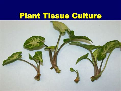 Ppt Plant Tissue Culture Powerpoint Presentation Free Download Id