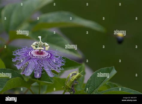 Closeup Of Maypop Passion Flower With Bee In Flight Stock Photo Alamy