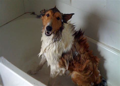 10 Tips To Manage Collie Shedding Make Your House Livable Again