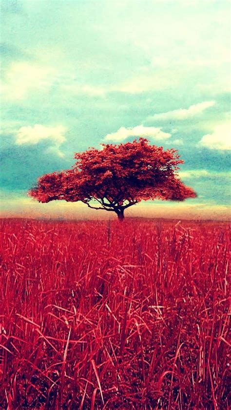 Red Tree Scene The Iphone Wallpapers