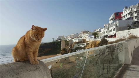 European Cats From Portugal To Greece The World As I See It