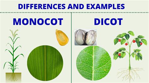 Monocot Vs Dicot Differences Between Monocotyledon And Dicotyledon With