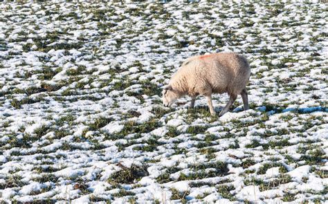 Marked Sheep Grazing In A Snowy Grassland Stock Photo Image Of Meadow