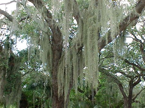 Damit sich hängepflanzen wie das louisianamoos voll entfalten können, benötigen sie genügend platz nach. botanische experimente: vorstellung louisianamoos