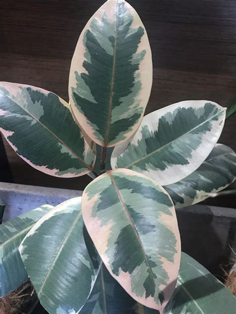 Beautiful Variegated Rubber Plant Hanging Out Inside The Entrance Of My