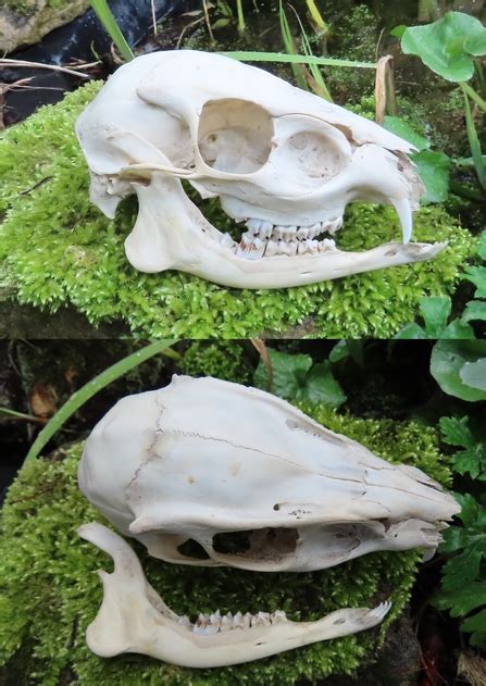 Identify Animal Skulls The Wildlife Trusts