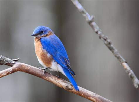 Missouri State Bird Bluebird