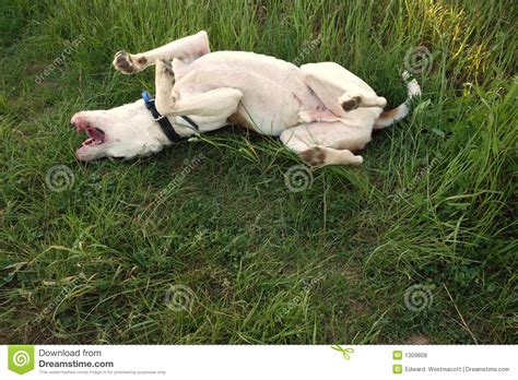 Why do dogs roll in grass? Dog Rolling On Grass Royalty Free Stock Photos - Image ...