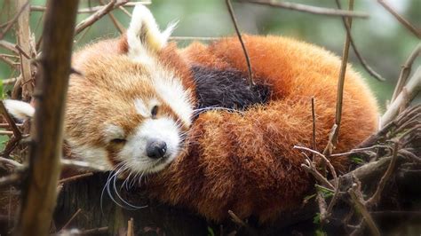Red Pandas Are Not The Lesser Pandas Howstuffworks