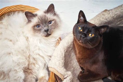 17 Cat Breeds That Dont Shed Or Shed Less Than Others 2022 I