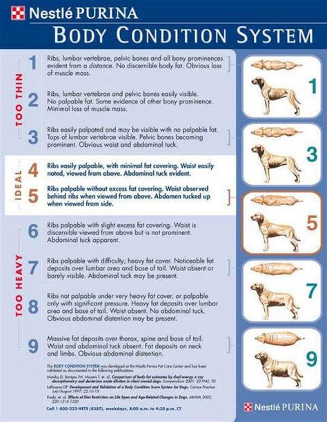 How To Determine Your Dogs Ideal Weight Dogfoodadvisor