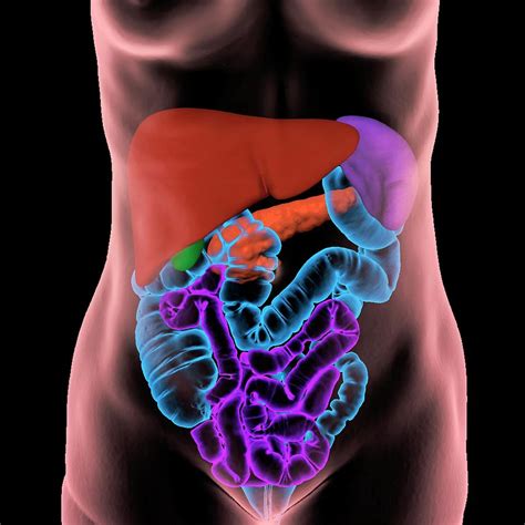 Abdominal Organ Human Anatomy Human Stomach Diagram In Detail