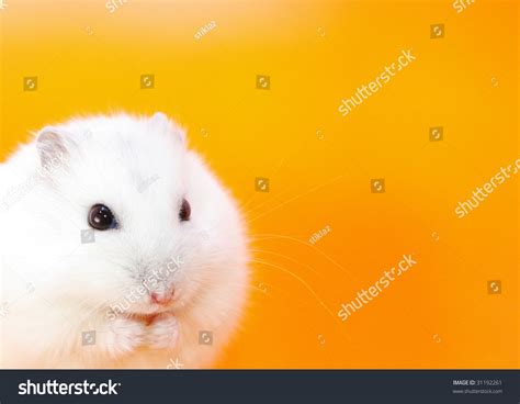 Small White Hamster In Orange Background Stock Photo 31192261