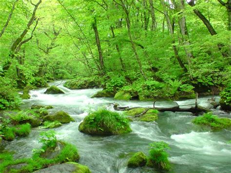 癒されたい人必見！日本が誇る『緑の自然美』を感じる観光地5選 ♪ トラベルザウルスドットコム