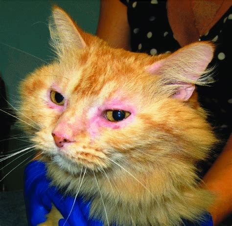 Cat With Non Flea Non Food Hypersensitivity Dermatitis Ndndhd