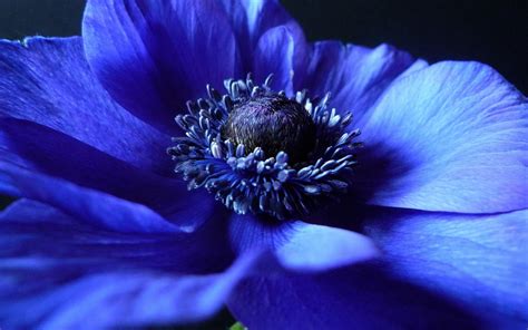 Blue Anemone Wallpapers And Images Wallpapers Pictures Photos