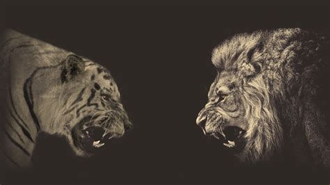 Online Crop Lion And Tiger Face Wallpaper Hd Wallpaper Wallpaper Flare