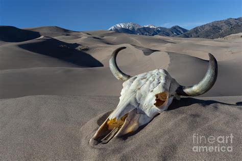 Skull At The Great Sand Dunes Photograph By Jerry Fornarotto Fine Art