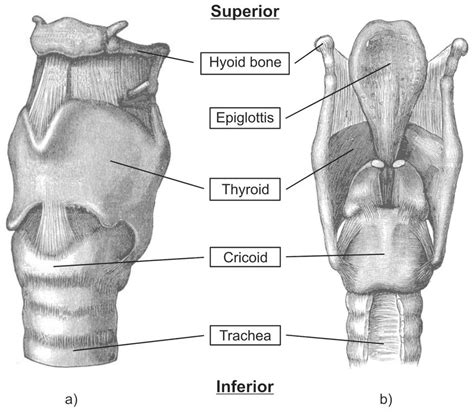The Larynx Its Structure And Its Functions Planet Singer