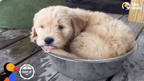 Puppies Learning How To Dog The Dodo Best Of Youtube