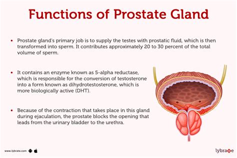 Prostate Gland Human Anatomy Picture Function Diseases Tests And Treatments