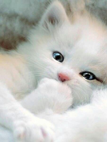 Kitten Kitty Cat Furry Fluffy White Blue Eyes Beautiful Cute