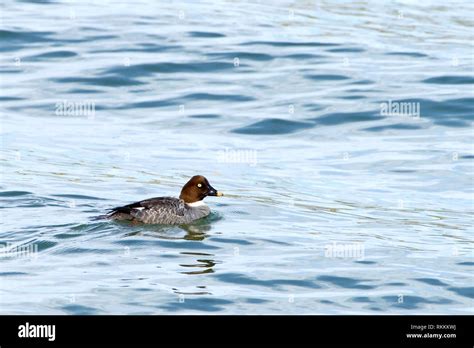One Common Goldeneye Female Duck Swimming And Preening An Aggressive