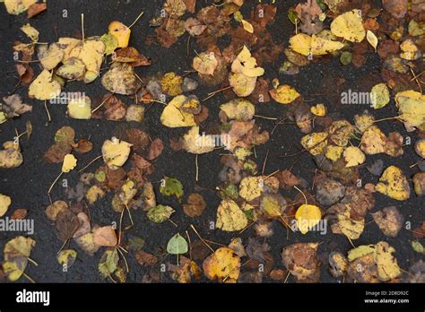 Pavement Leaves Hi Res Stock Photography And Images Alamy