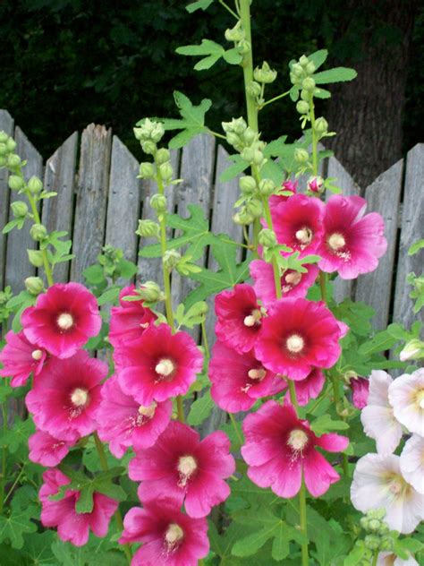 Can I Be Pretty In Pink Holly Hocks Seeds