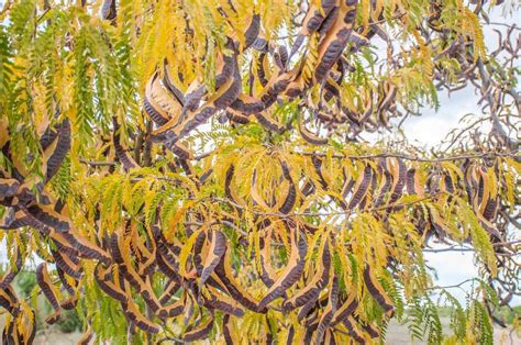 How To Grow The Sunburst Honey Locust Tree Honey Locust Tree Honey