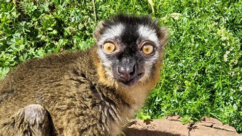 Europes Oldest Lemur Dies At Paignton Zoo Itv News West Country