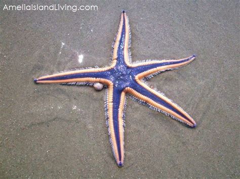 Treasure Unusual Purple Royal Starfish Amelia Island Florida