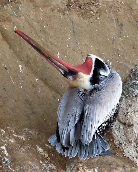 On Black You Scratch Your Back And Ill Scratch Mine By Jim Frazee