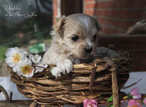 Er ist zwar mit einer widerristhöhe von bis zu 26 cm sehr klein und. Bolonka Zwetna Bolonka Zucht Bolonka Züchter Bolonka ...