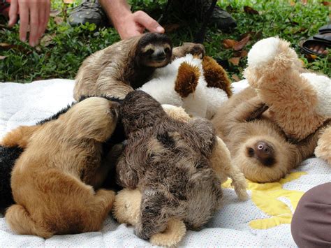Because Three Baby Sloths Group Hugging Hit The Front Page Here Are