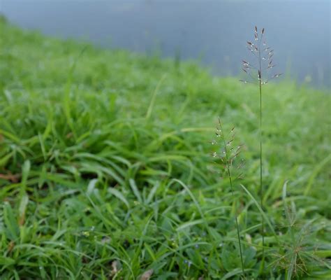 Growing Bermuda Grass From Seed Homestamp