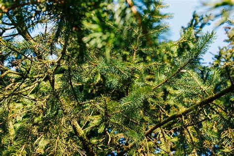 Spruce Branches In The Sun Free Photo On Barnimages