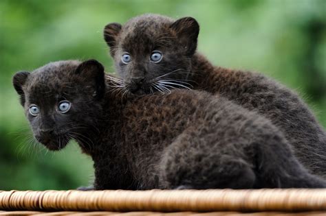 Est100 一些攝影some Photos Twin Panther Cubs Baby Black Panther