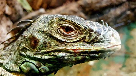 10 Fun Facts About Reptiles