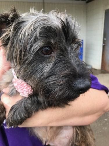 jenna cairn terrier adult adoption rescue female cairn terrier for sale in tulsa ok