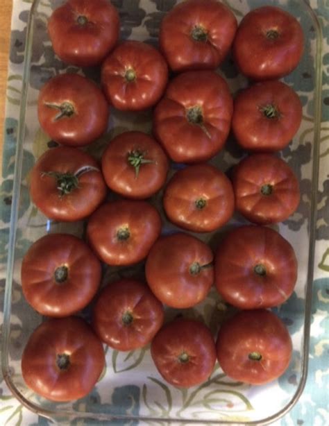 Bush Beefsteak Tomato 50 Seeds Annual